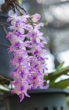 Aerides multiflora Roxb, orchids flower bouquet pink Are in full bloom on the trees in the garden.