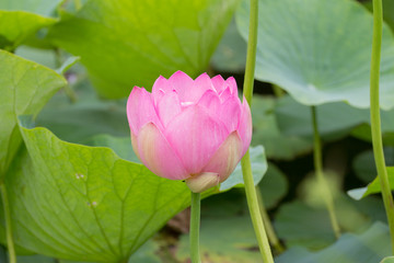 Lotus blossom