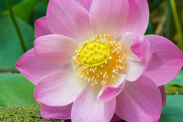 Lotus blossom