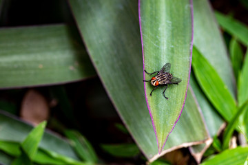 Housefly flies in the garden