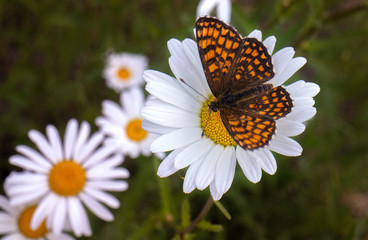 Motyl na rumianku © Ewa