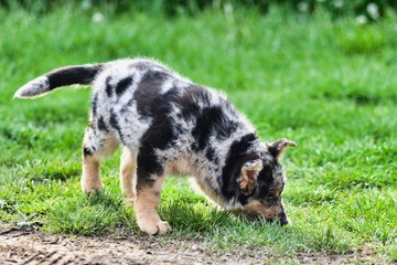 dog on grass, photo as a background , australian german shepard sheperd dog