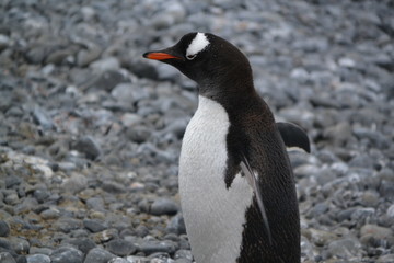 Viaje-Expedición Antartida