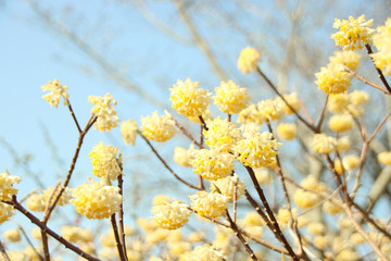 ミツマタ　栃木県真岡市
