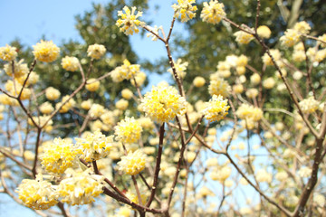 ミツマタ　栃木県真岡市