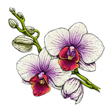 Phalaenopsis Orchid flower branch. Hand drawn vector illustration isolated on white.
