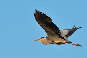 Grey heron flying in the blue sky at sunset. With its slow-flapping wings and its long legs held out behind it. Genus species Ardea cinerea .	