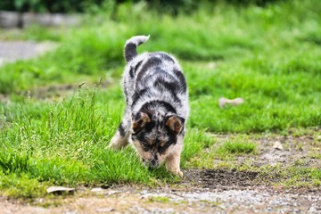 cat in grass, photo as a background , australian german shepard sheperd dog