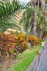 Teneriffa,#0546