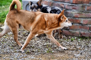 dog on rock, photo as a background , australian german shepard sheperd dog