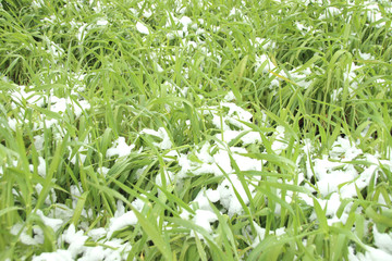 雪を被った麦　栃木県宇都宮市