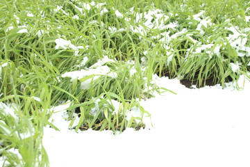 雪を被った麦　栃木県宇都宮市