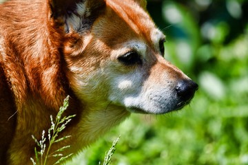 portrait of a dog, photo as a background , australian german shepard sheperd dog