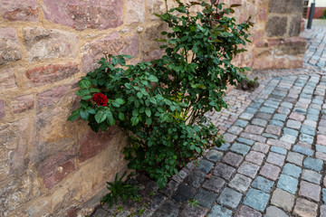 old stone wall with flowers