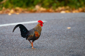 Grey Junglefowl