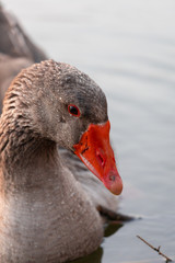 Graugans, Gans Nahaufnahme - Auge und Schnabel