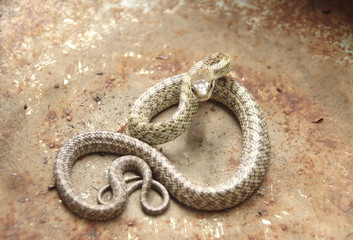 ヘビ　アオダイショウの子供