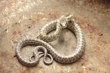 ヘビ　アオダイショウの子供