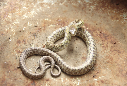 ヘビ　アオダイショウの子供