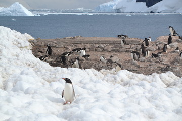 Viaje-Expedición Antartida © Miguel