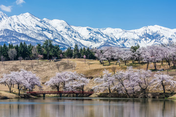 松が峯の桜群