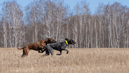 Two dogs run for field distillation