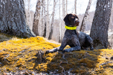 Hunting dog in the forest. Spring season. The puppy is cute. Happy puppy. Portrait of a dog on the street.