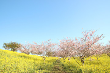 菜の花と桜　栃木県益子町　小宅古墳群