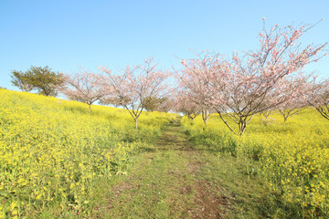 菜の花と桜　栃木県益子町　小宅古墳群