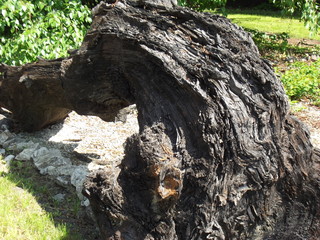 STARY PIEN DRZEWA WYDOBYTY Z RZEKI