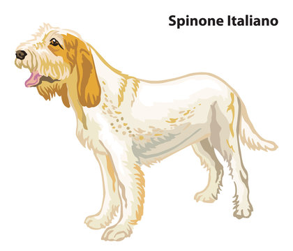 Colored decorative portrait of Dog Spinone Italiano vector illustration