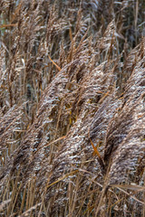 Fototapeta premium Gras2