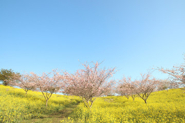 菜の花と桜　栃木県益子町　小宅古墳群