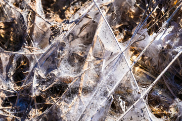 spider web on dry grass
