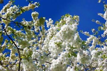 cherry blossom in spring