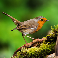 Fototapeta premium European Robin in his environment. His Latin name is Erithacus rubecula.