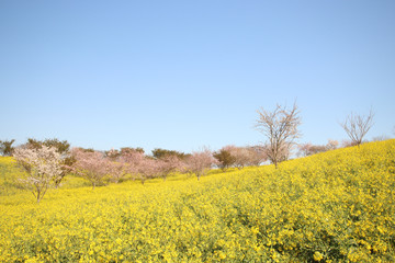 Obraz premium 菜の花と桜 栃木県益子町 小宅古墳群