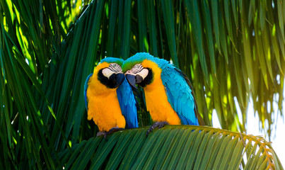 blue and yellow macaw