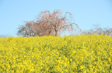 菜の花と桜　栃木県益子町　小宅古墳群