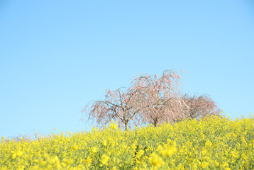 菜の花と桜 栃木県益子町 小宅古墳群