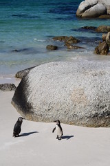 
Ver vista previa grande
Borrar



nice peguins in boulders beach South Africa (1).JPG

Ver vista previa grande
Borrar



Nice peguins in boulders beach South Africa
