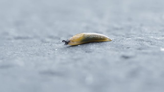Side macro of a tiny baby Spanish slug crawling along on the asphalt in slow motion