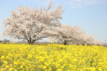 菜の花と桜　栃木県真岡市　五行川河川敷