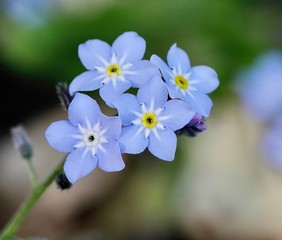 Blue forget-me-nots flowers, pastel background, selective focus