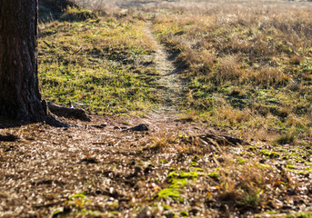 patch from the forrest