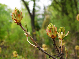 Rhododendron buds on branch.