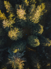 Naklejka na ściany i meble Forest drone view