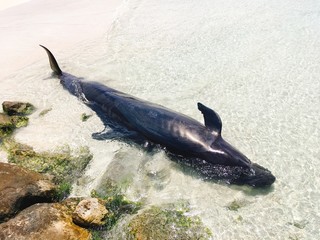 Beached black whale