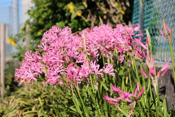 Obraz premium flowers