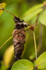 caterpillar with body part out of its cocoon on a tree branch